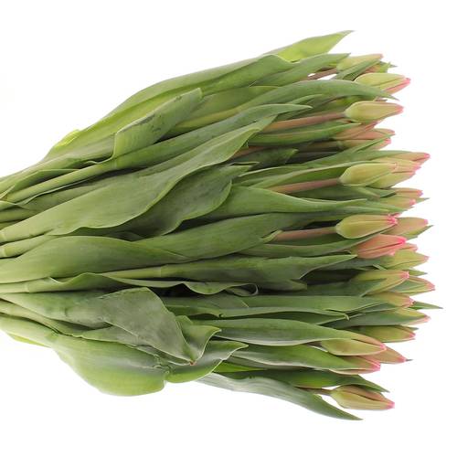 Tulpe pink Milkshake 44  Gramm