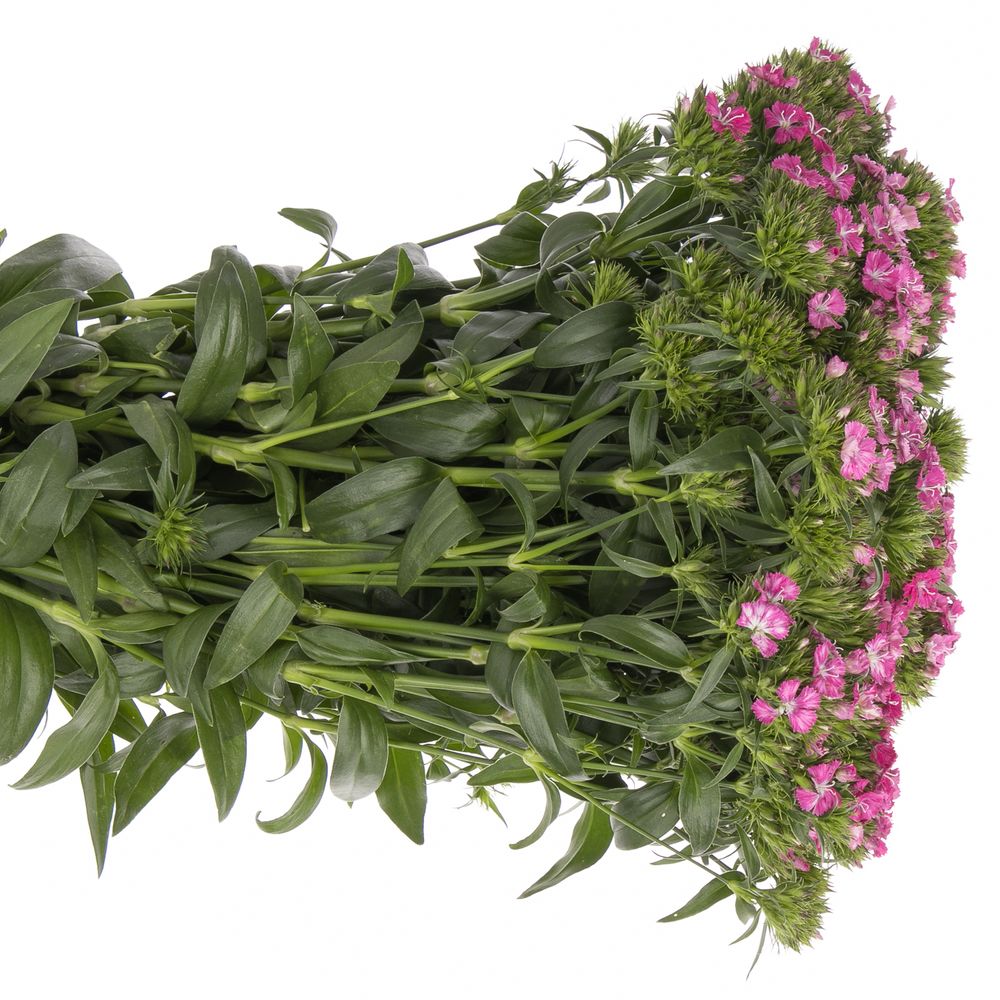 Bartnelke rosa  Amazing 40cm