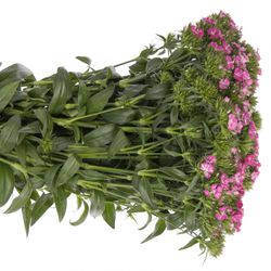 Bartnelke rosa  Amazing 40cm