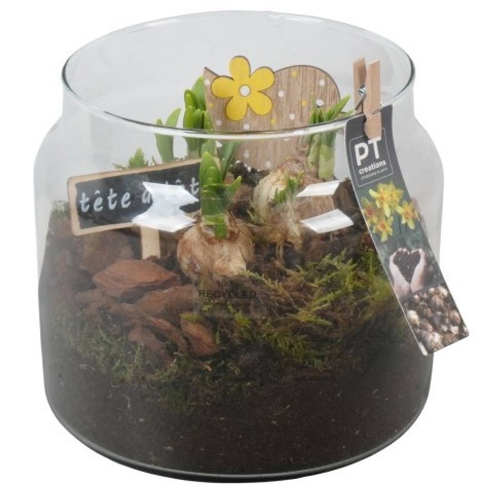 Narzis.Arr PTN8746 T19 H021