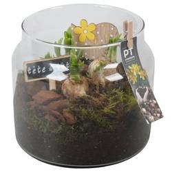 Narzis.Arr PTN8746 T19 H021