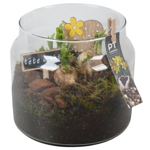 Narzis.Arr PTN8746 T19 H021