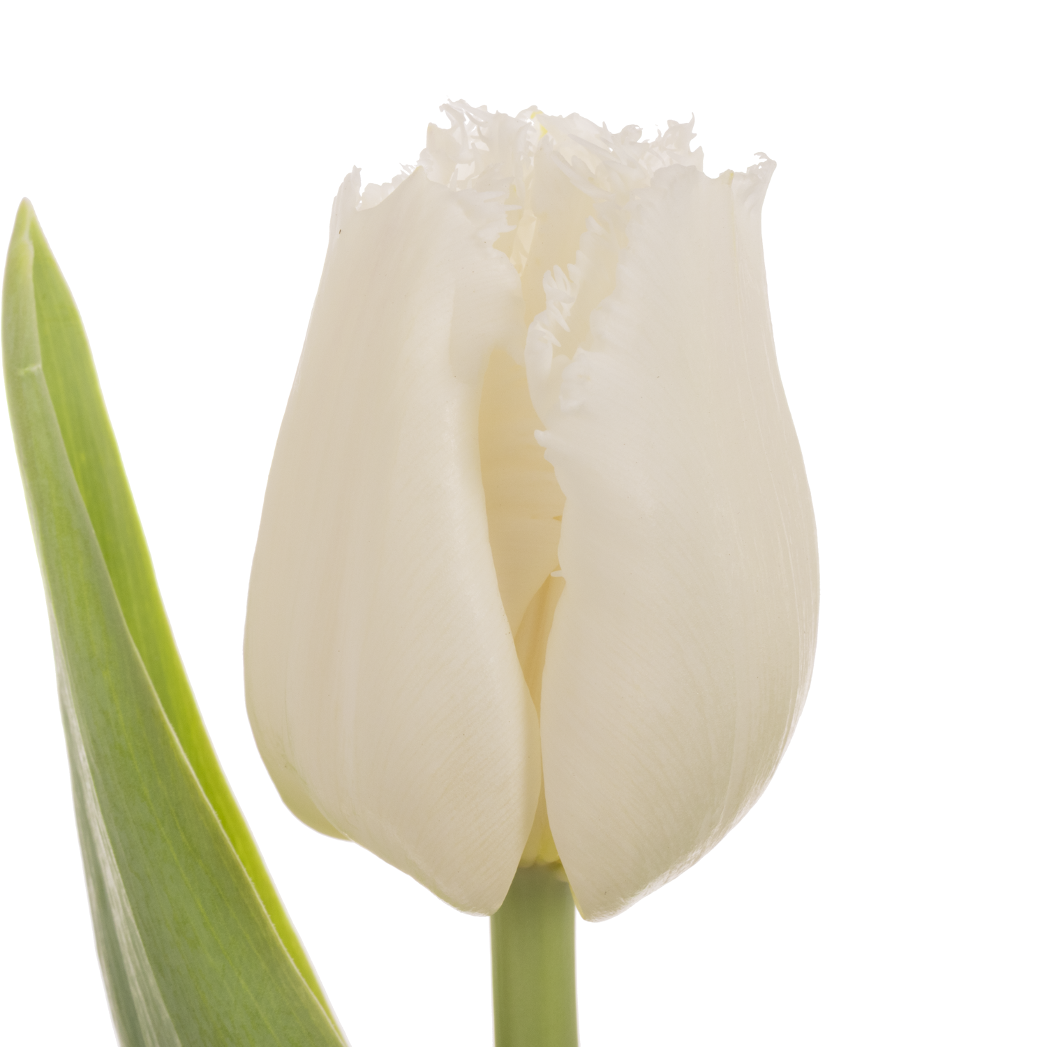 Tulpe weiss Tinkerbell 36 Gramm