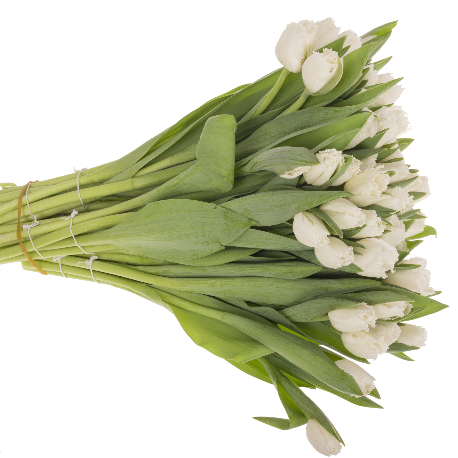 Tulpe weiss Tinkerbell 36 Gramm