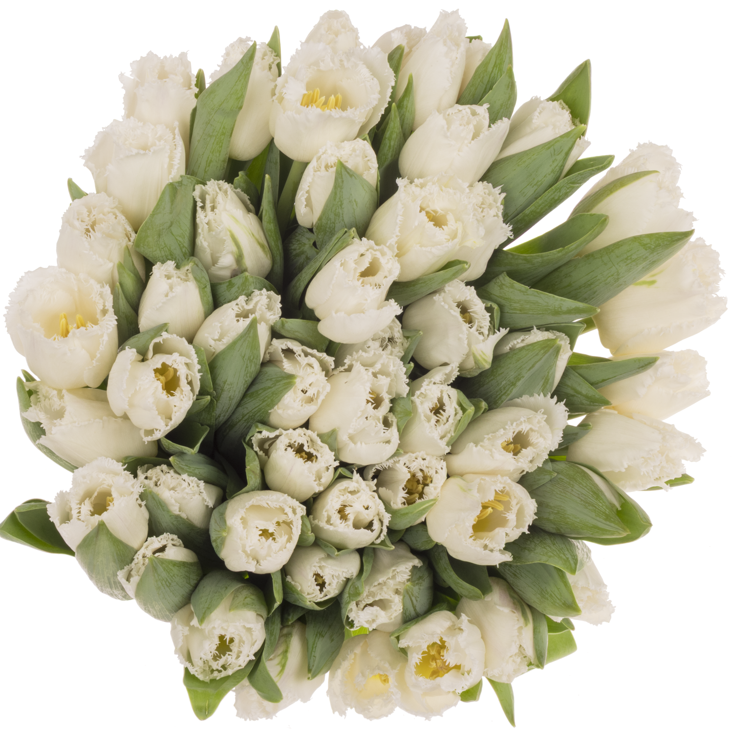 Tulpe weiss Tinkerbell 36 Gramm