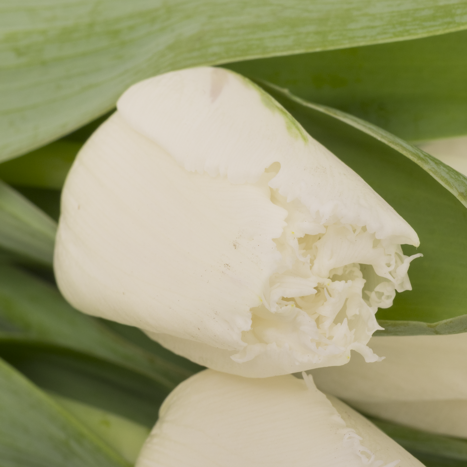 Tulpe weiss Tinkerbell 36 Gramm