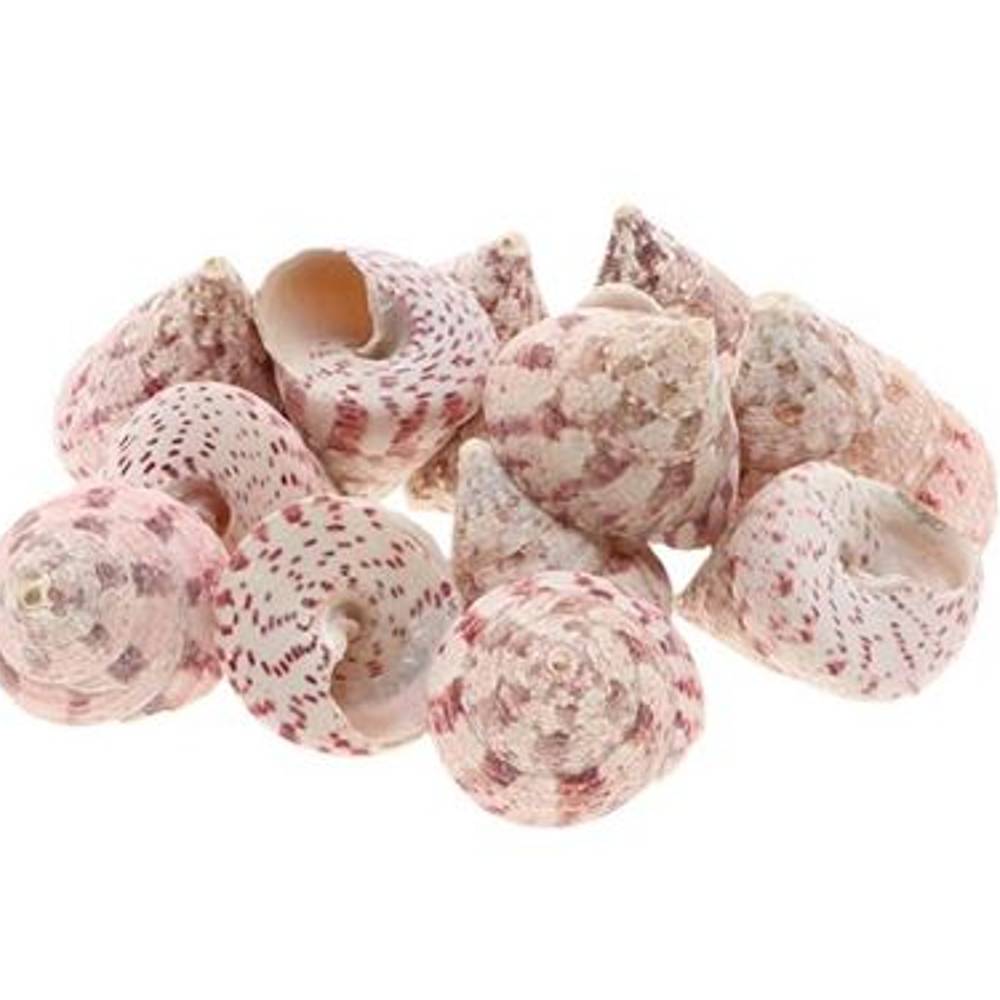 Muschel Trochus natur rosa 1kg 