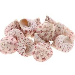 Muschel Trochus natur rosa 1kg 