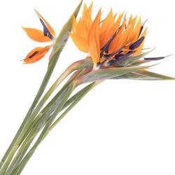 Strelitzia orange Blüte 23cm / 90cm
