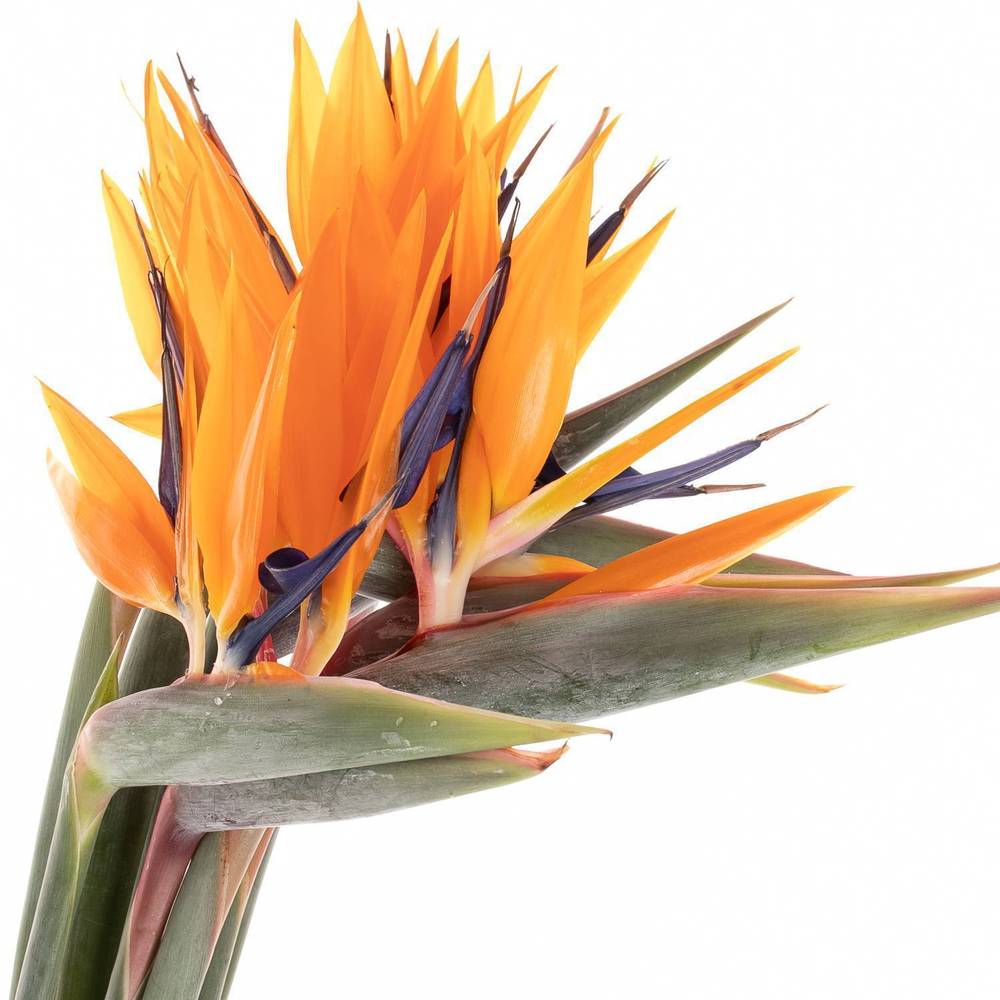 Strelitzia orange Blüte 23cm / 90cm