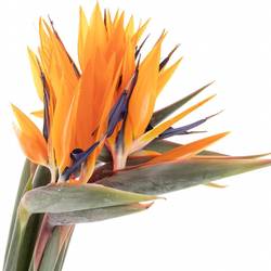 Strelitzia orange Blüte 23cm / 90cm