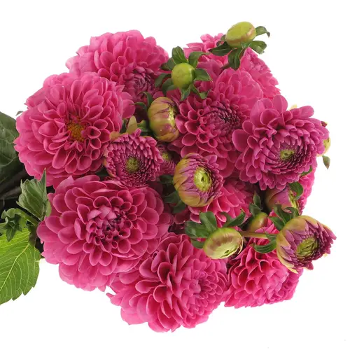 Dahlia lila Happy 40cm