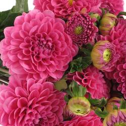 Dahlia lila Happy 40cm