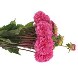 Dahlia lila Happy 40cm