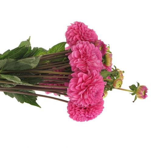 Dahlia lila Happy 40cm