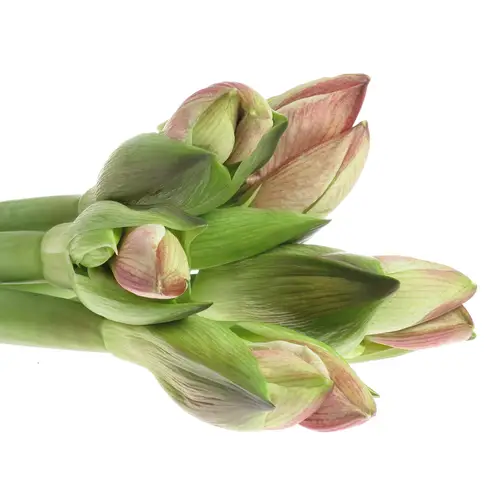 Amaryllis rot/weiss Superstar 