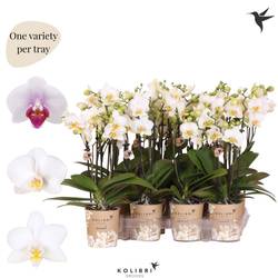 Phal.3-R weiss im Flame Topf Kerami T09 H040