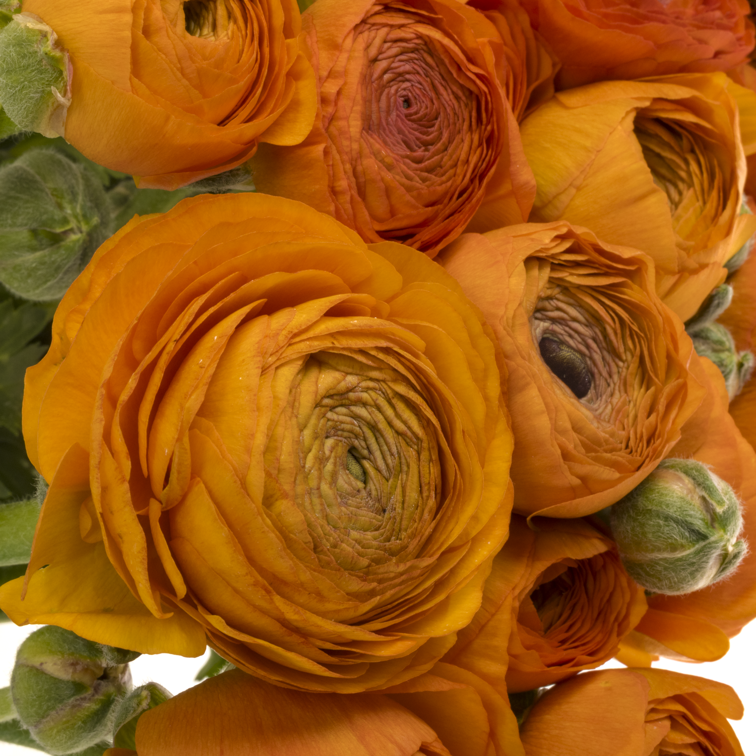 Ranunkel d.orange Elegance  40cm