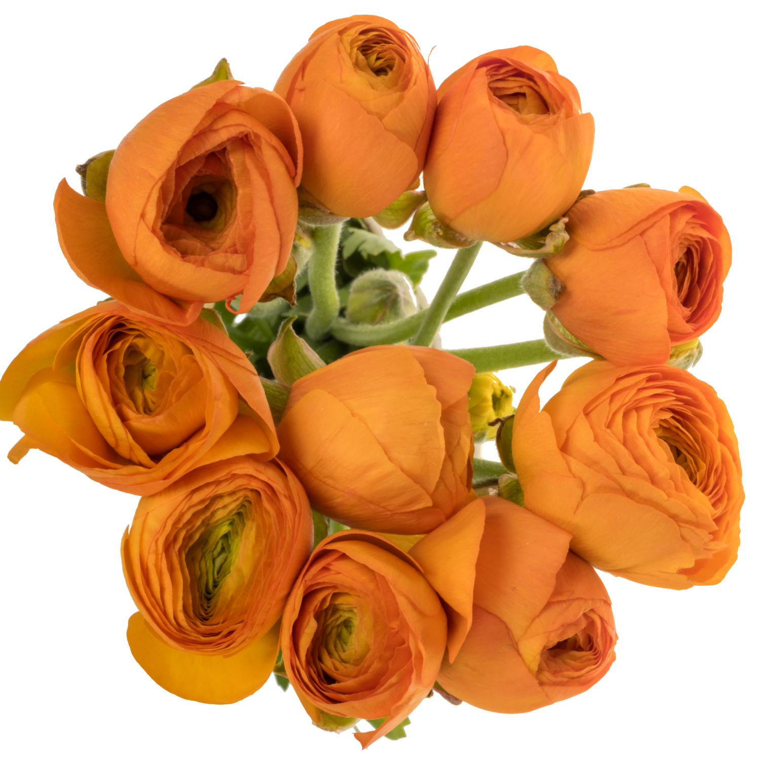 Ranunkel orange Elegance 42 Gramm 46cm