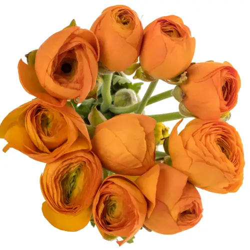 Ranunkel orange Elegance 42 Gramm 46cm