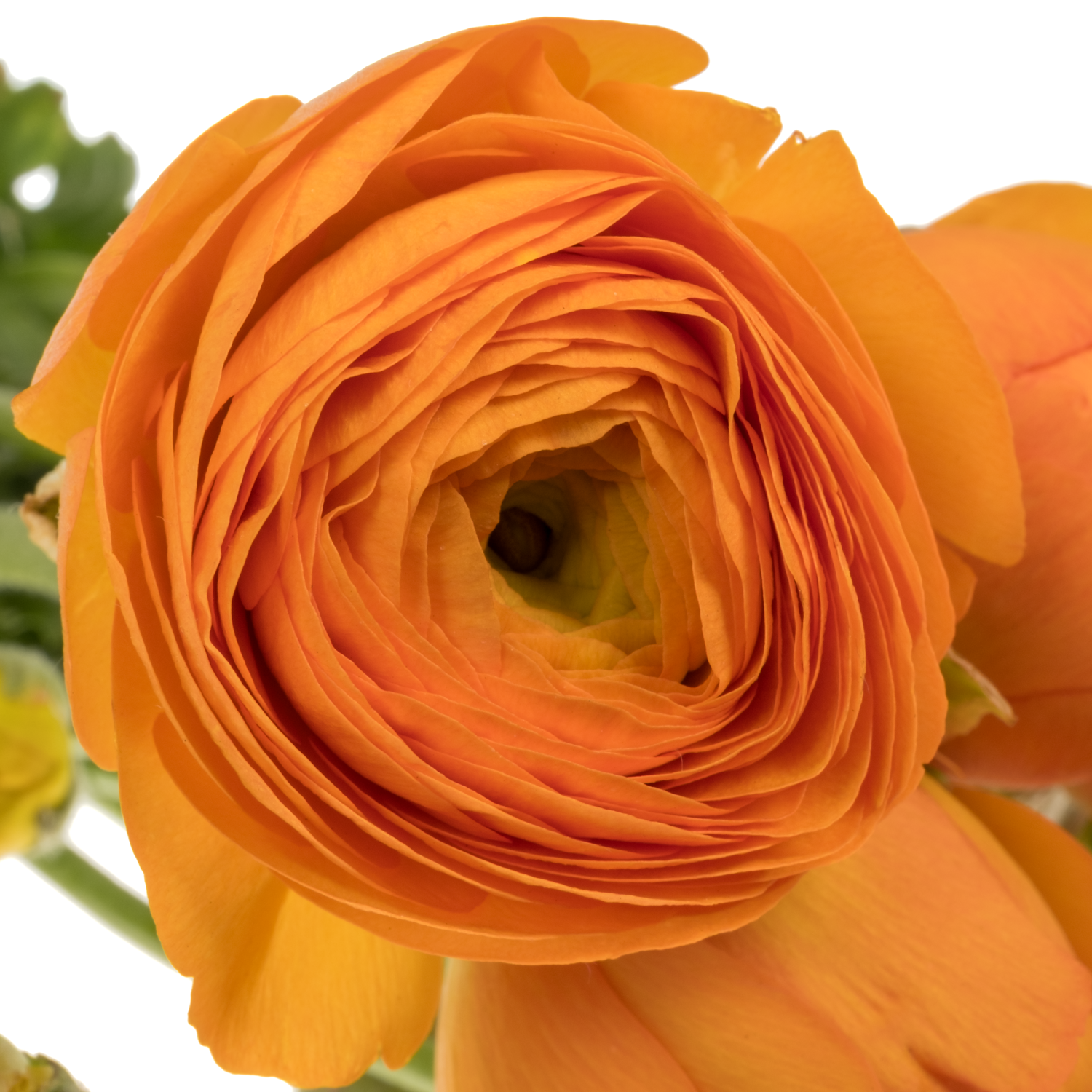 Ranunkel orange Elegance 42 Gramm 46cm
