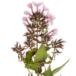 Phlox rosa Bright Eye 55cm