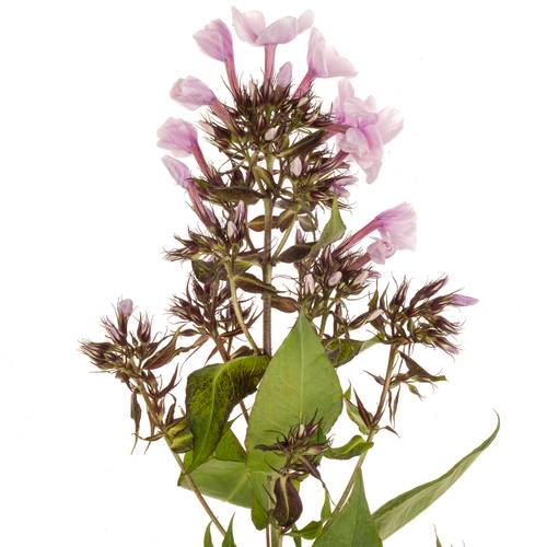 Phlox rosa Bright Eye 55cm
