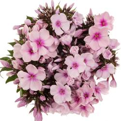 Phlox rosa Bright Eye 55cm