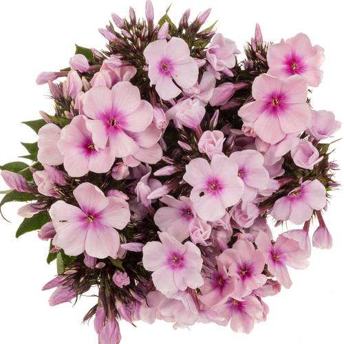 Phlox rosa Bright Eye 55cm