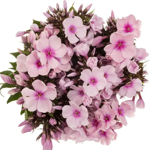 Phlox rosa Bright Eye 55cm