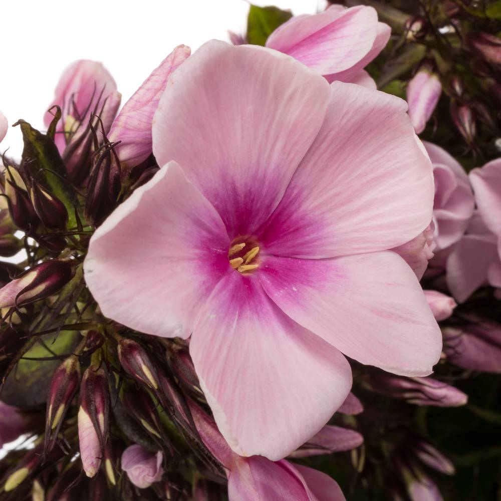 Phlox rosa Bright Eye 55cm