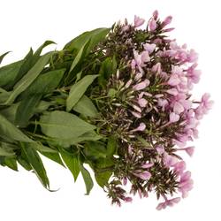 Phlox rosa Bright Eye 55cm