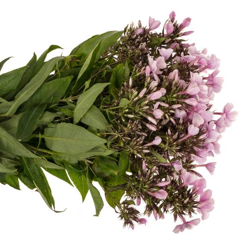 Phlox rosa Bright Eye 55cm