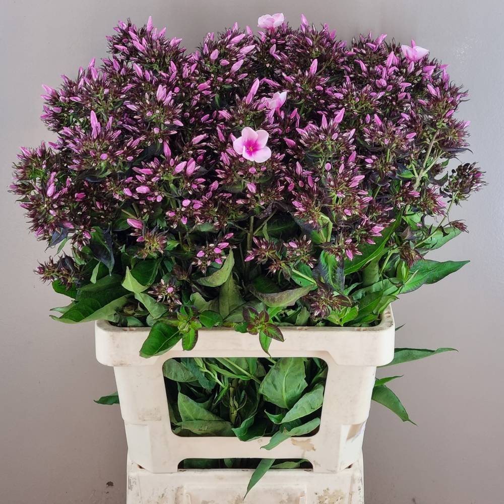 Phlox hell rosa Bright Eyes 55cm