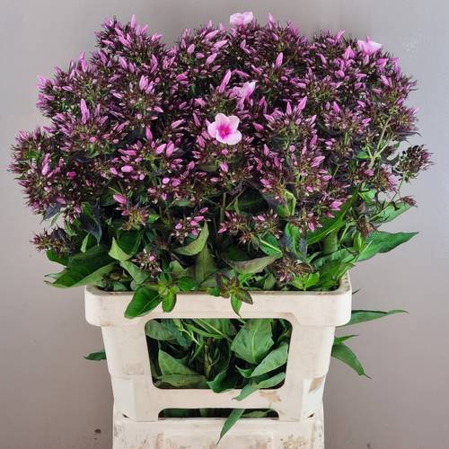 Phlox hell rosa Bright Eyes 55cm