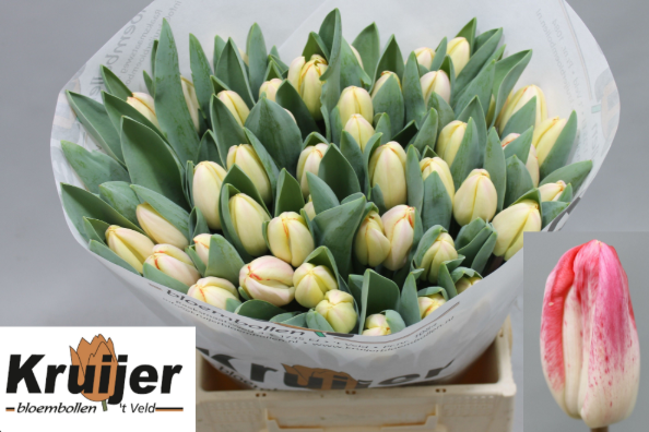 Tulpe rosa/creme Flaming sky 48 Gramm