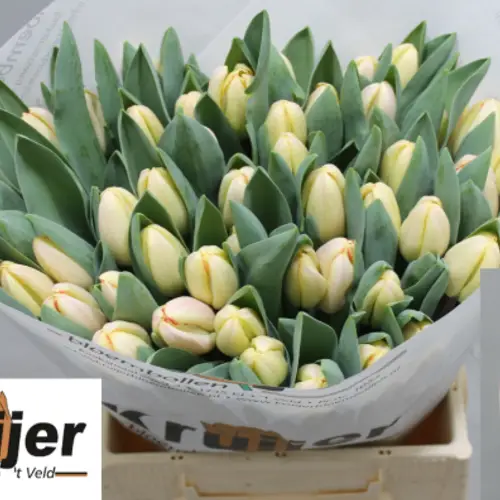Tulpe rosa/creme Flaming sky 48 Gramm