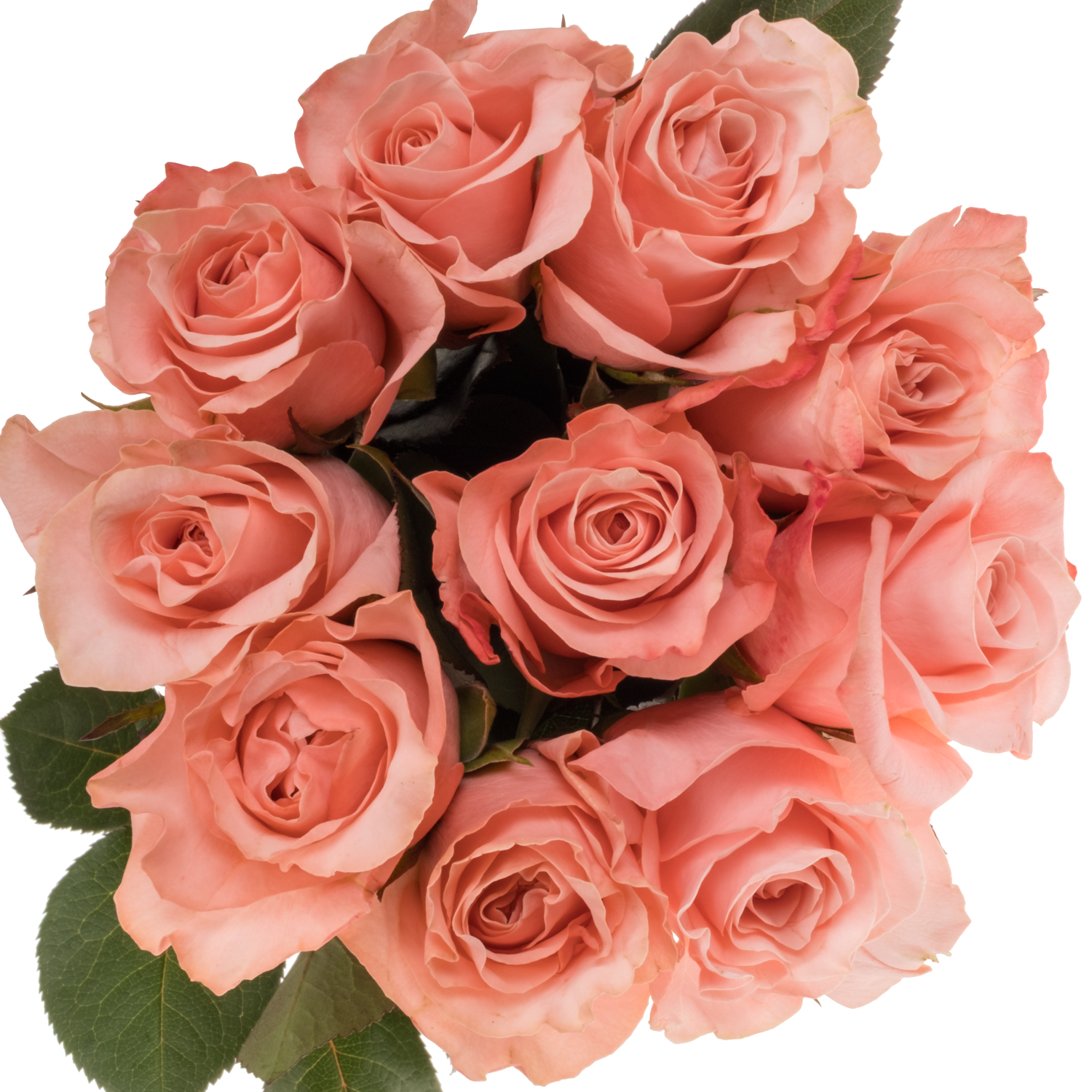Rose hell rosa Be Sweet 50cm