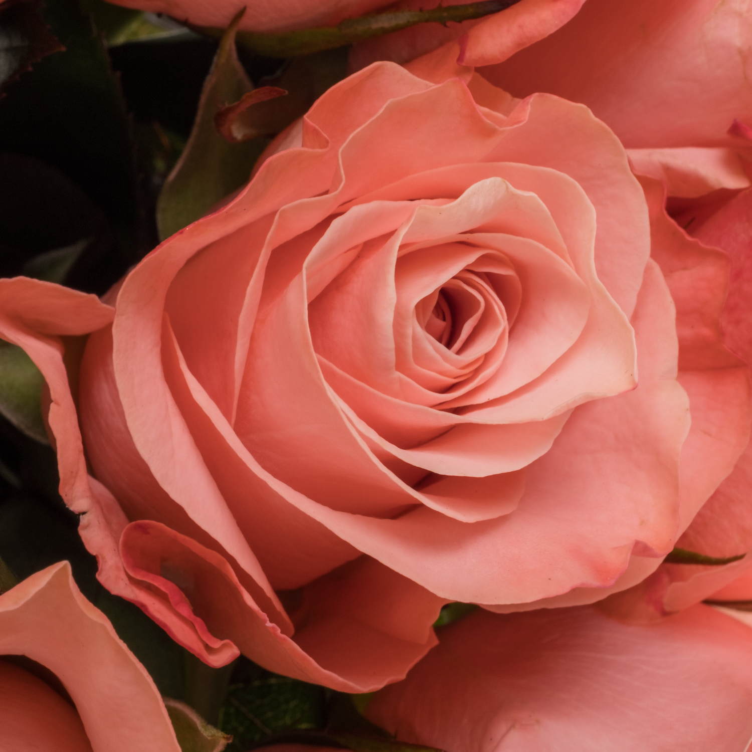 Rose hell rosa Be Sweet 50cm