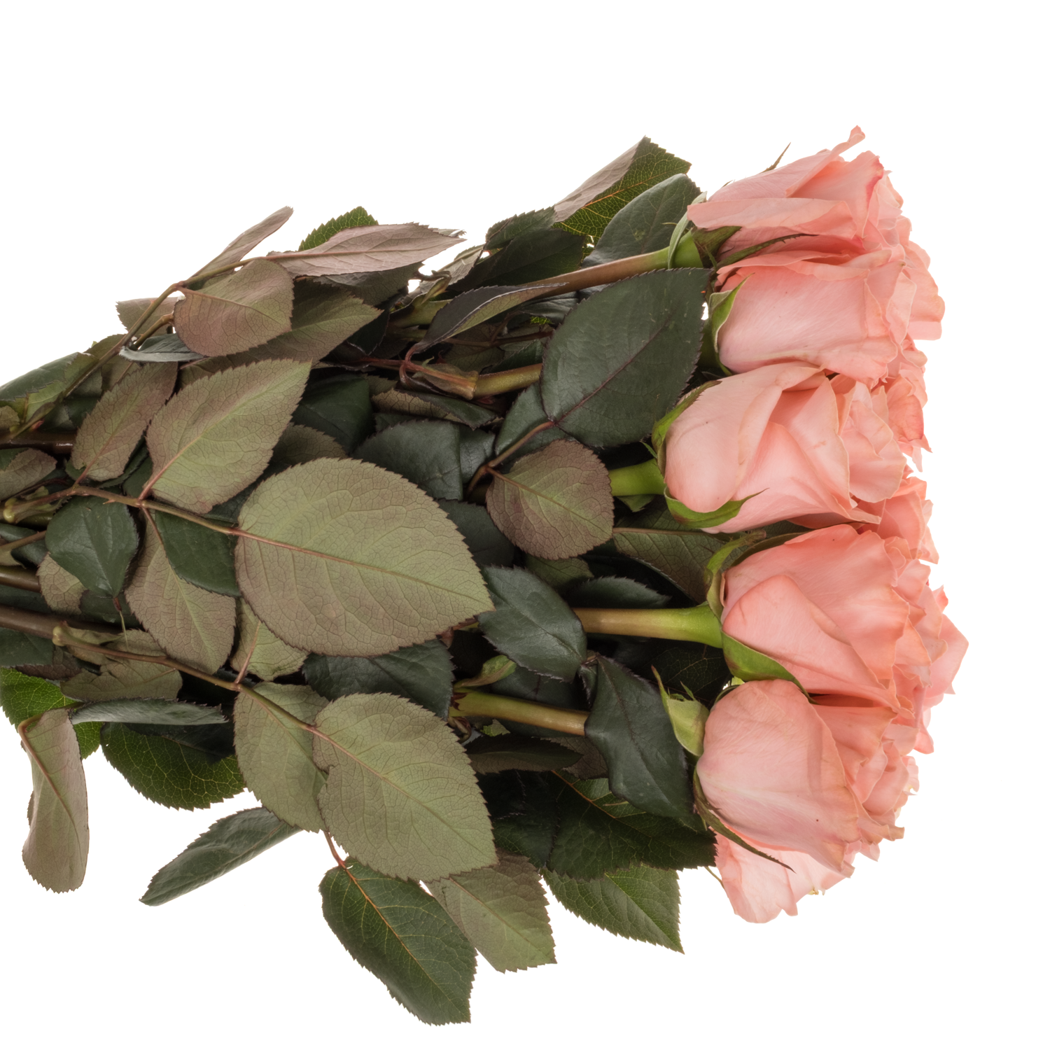 Rose hell rosa Be Sweet 50cm