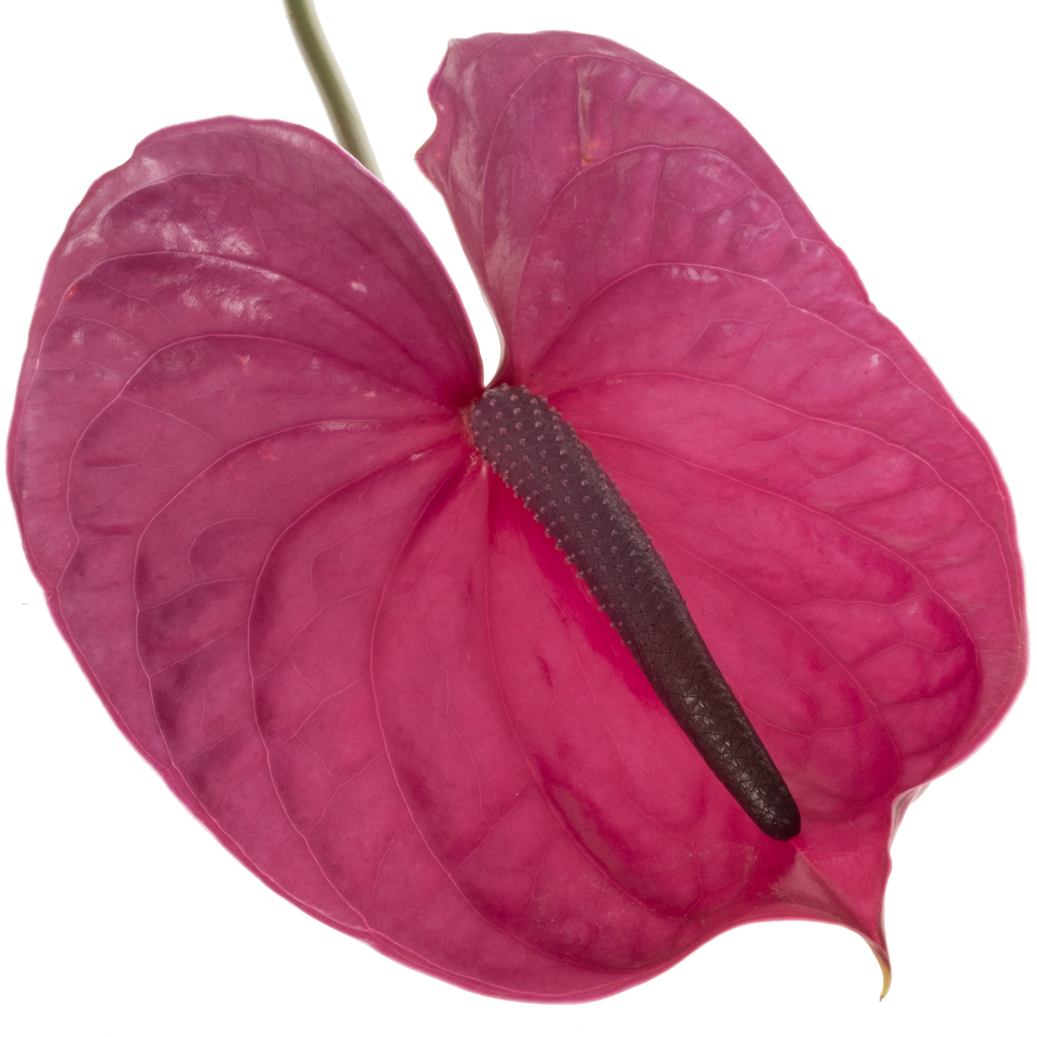 Anthurium fuchsia Utah Blüte 11cm