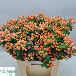 Hypericum orange Mag Innocence 60cm