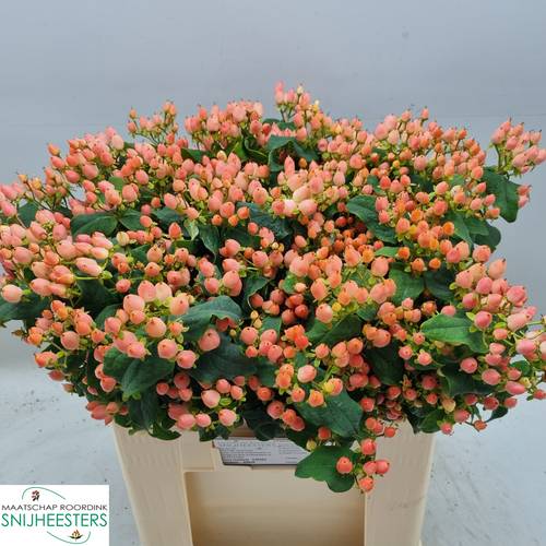 Hypericum orange Mag Innocence 60cm