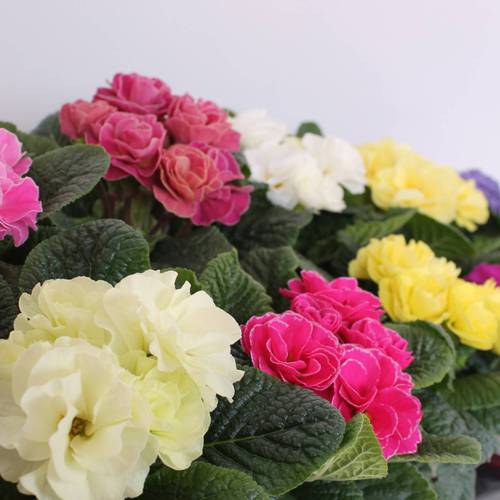 Primula Acaulis Gef. mix T11 H018