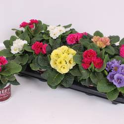 Primula Acaulis Gef. mix T11 H018
