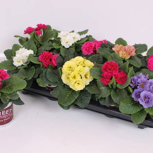Primula Acaulis Gef. mix T11 H018