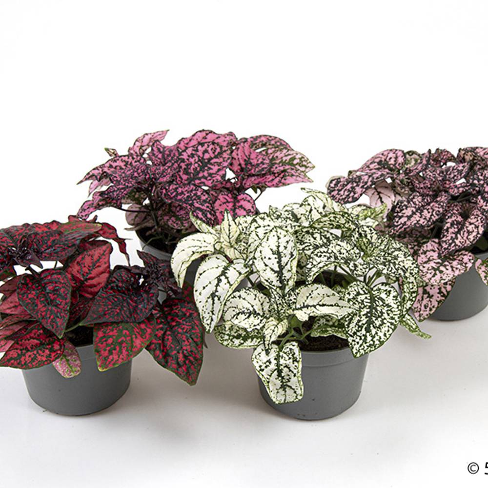 Hypoestes Phyllostachya mix T09 H002