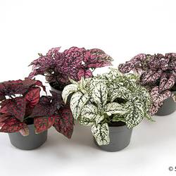 Hypoestes Phyllostachya mix T09 H002
