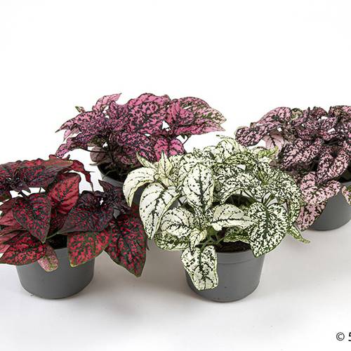 Hypoestes Phyllostachya mix T09 H002