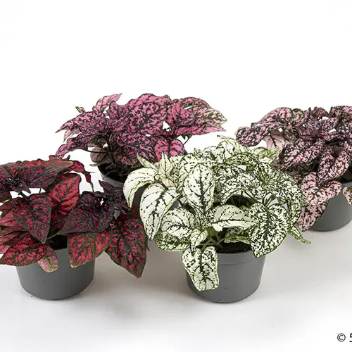 Hypoestes Phyllostachya mix T09 H002